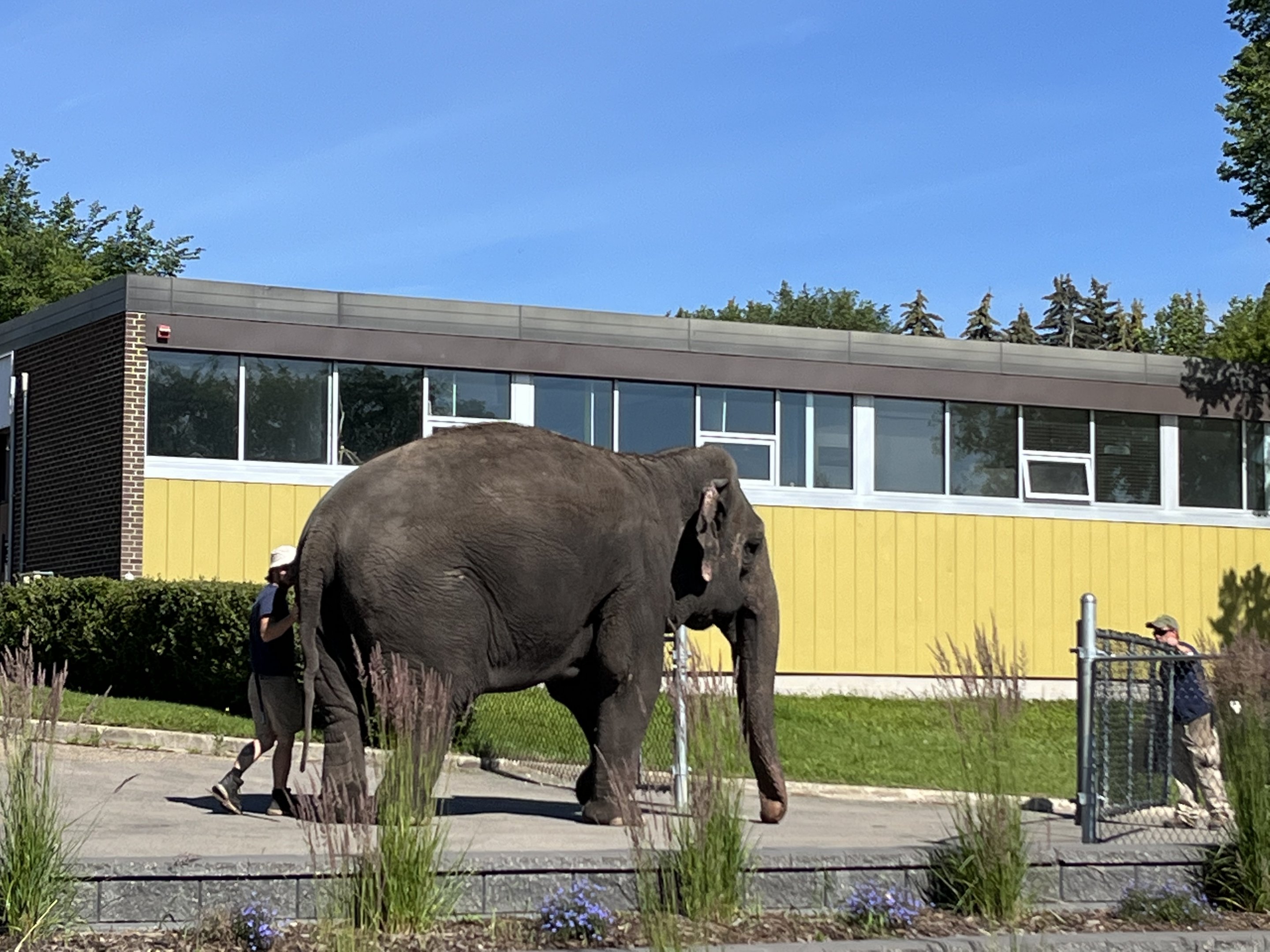 Lucy out for a stroll