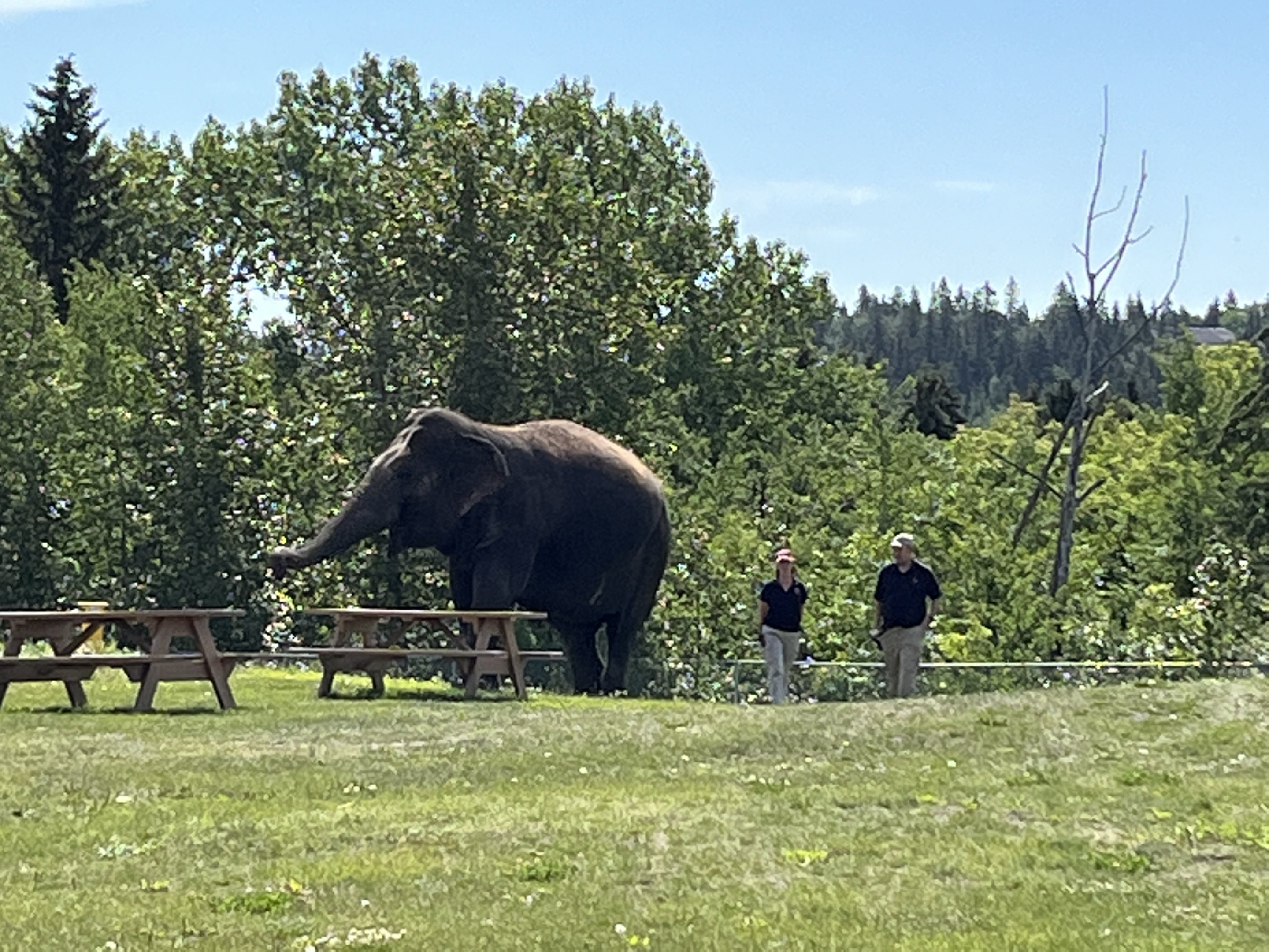 Lucy out for a stroll