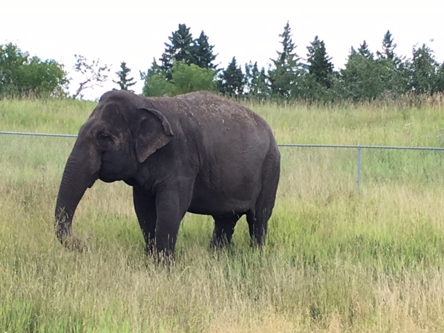 Lucy the Asian Elephant - being walked around the zoo by her keepers