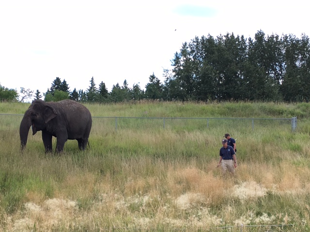 Lucy the Asian Elephant - being walked around the zoo by her keepers