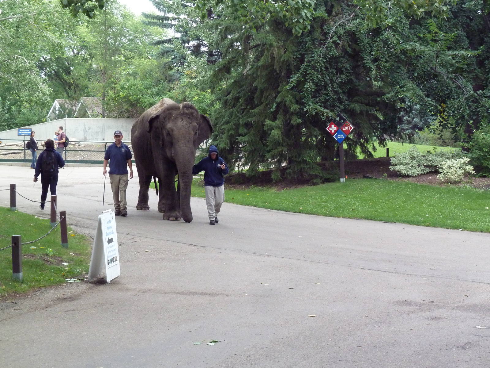 Lucy the Asian elephant on her daily stroll (Incredible to see in the moder