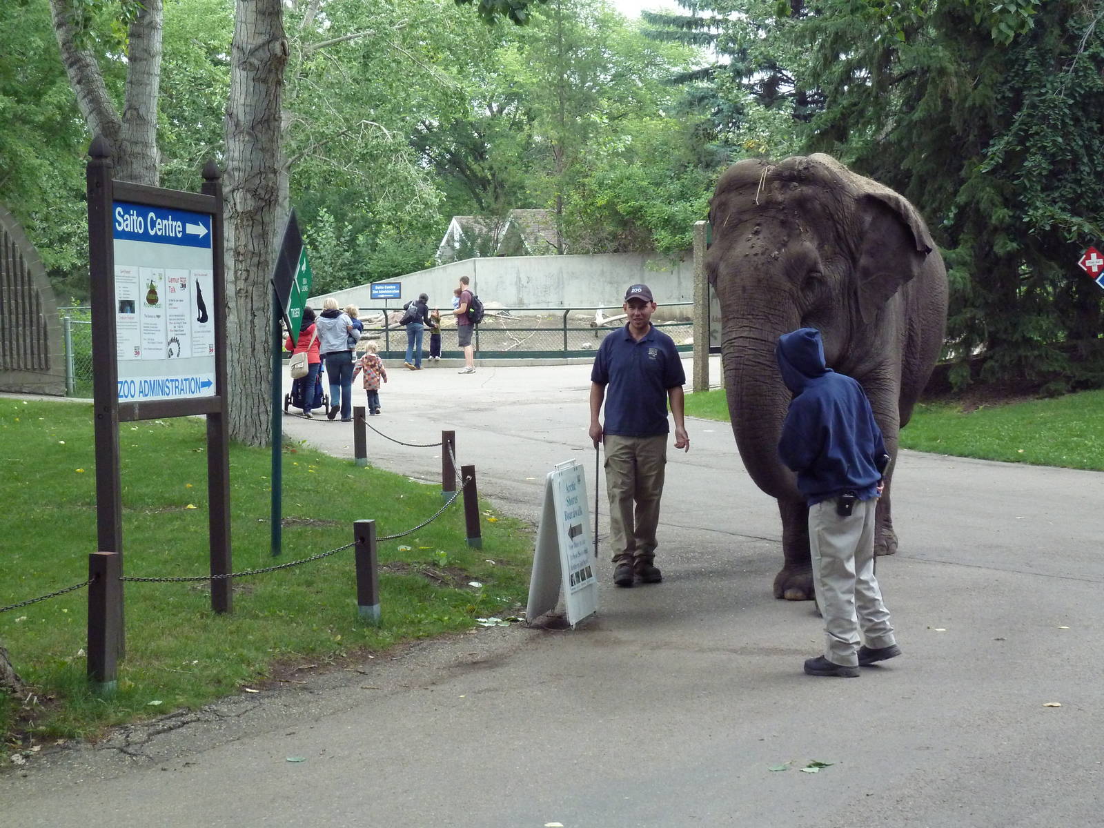 Lucy the Asian elephant on her daily stroll (Incredible to see in the moder