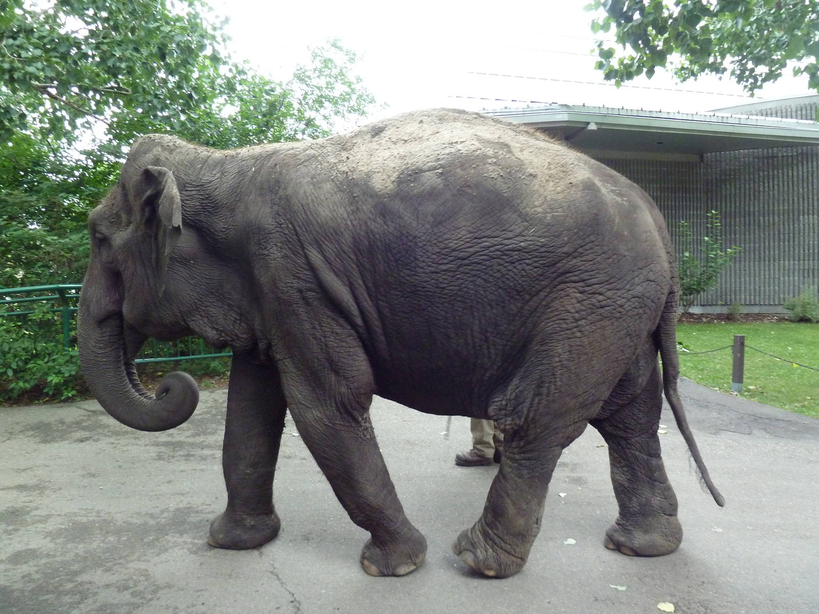 Lucy the Asian elephant on her daily stroll (Incredible to see in the moder
