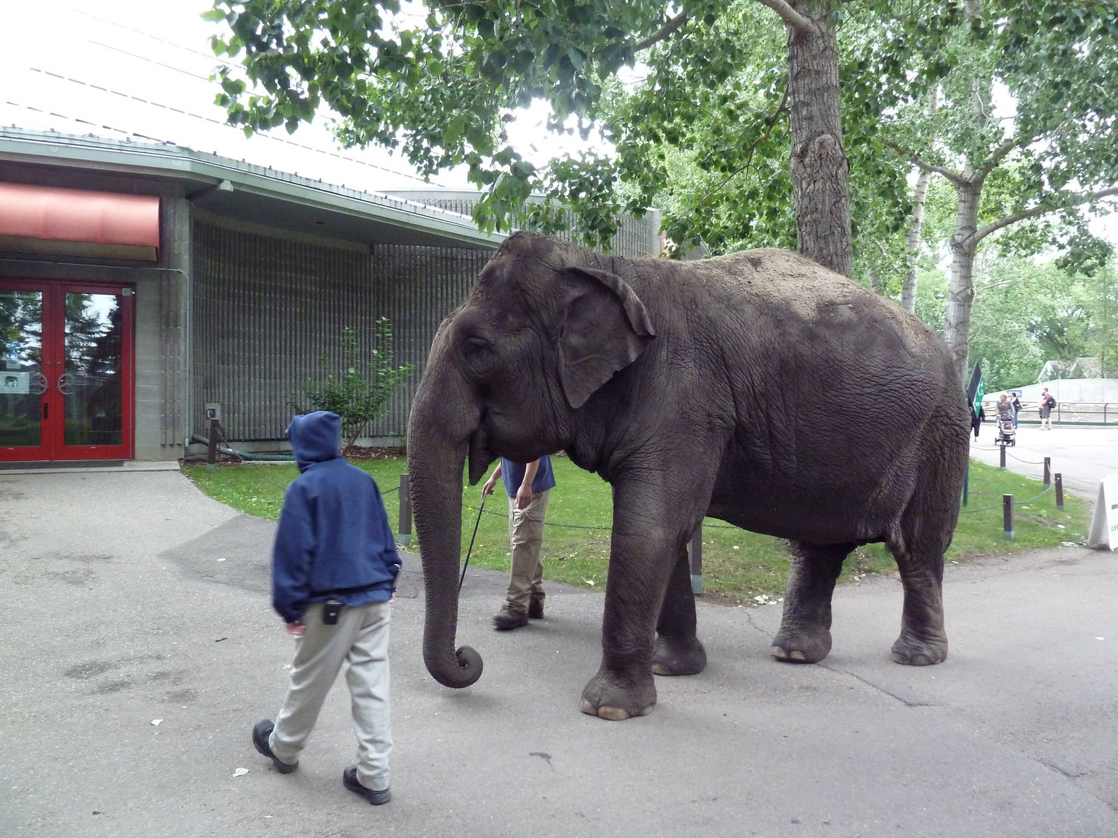Lucy the Asian elephant on her daily stroll (Incredible to see in the moder