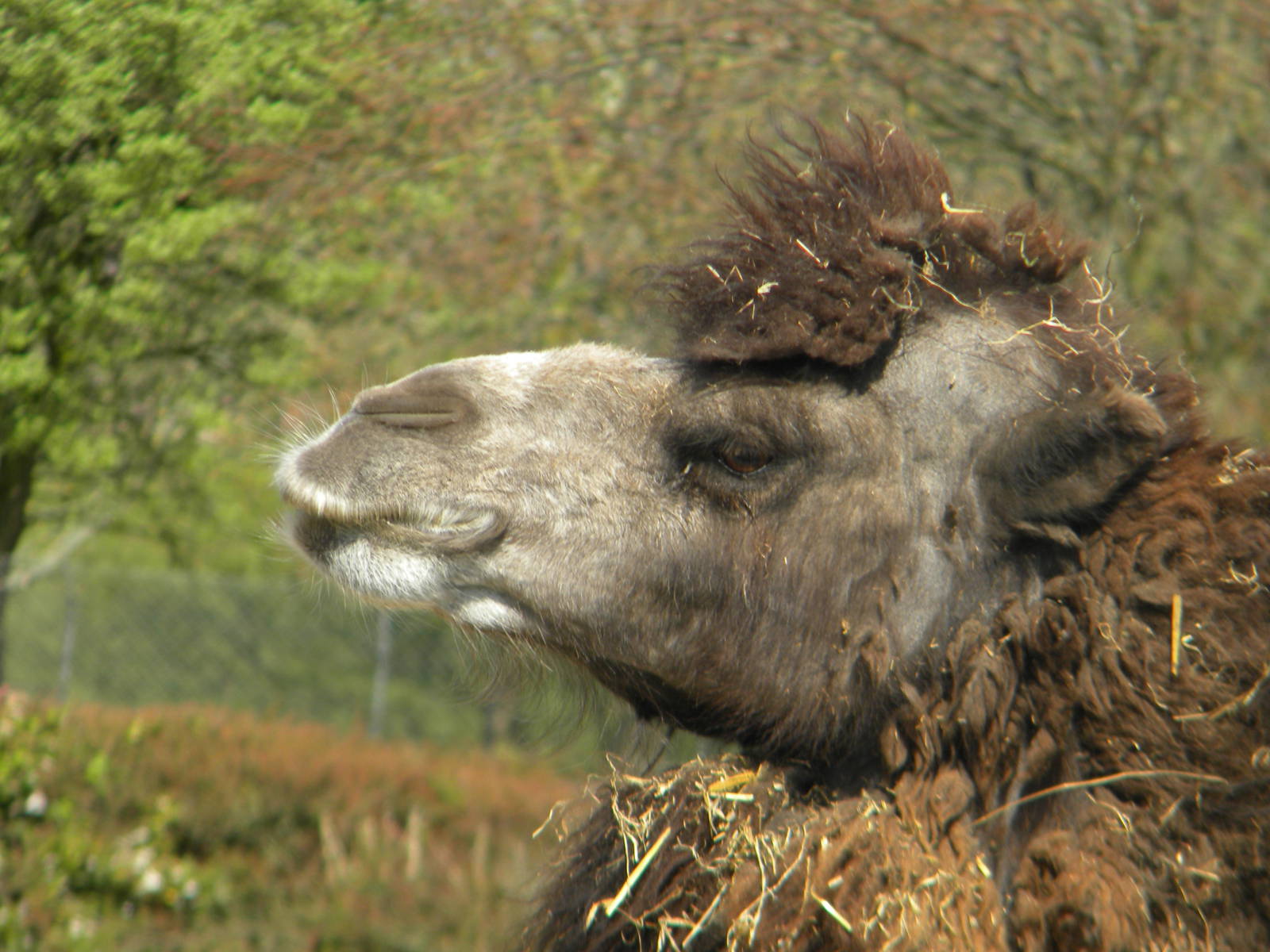 Lucy the Bactrian Camel at Blackpool Zoo 10th April 2011