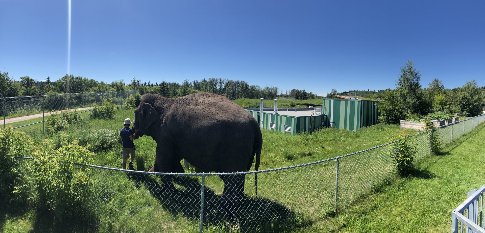 Lucy the Elephant at Edmonton Valley Zoo (July 2022)