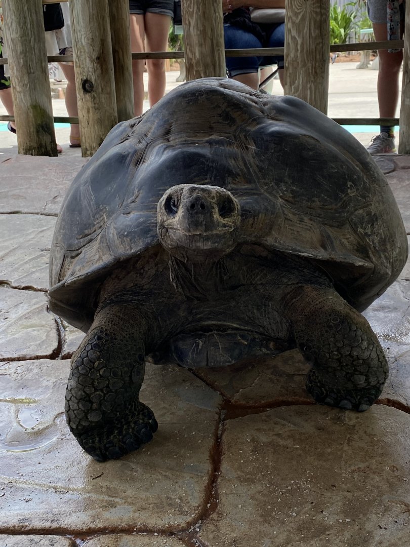 “Lucy” the Galapagos Giant Tortoise (Chelonoidis nigra sp.)