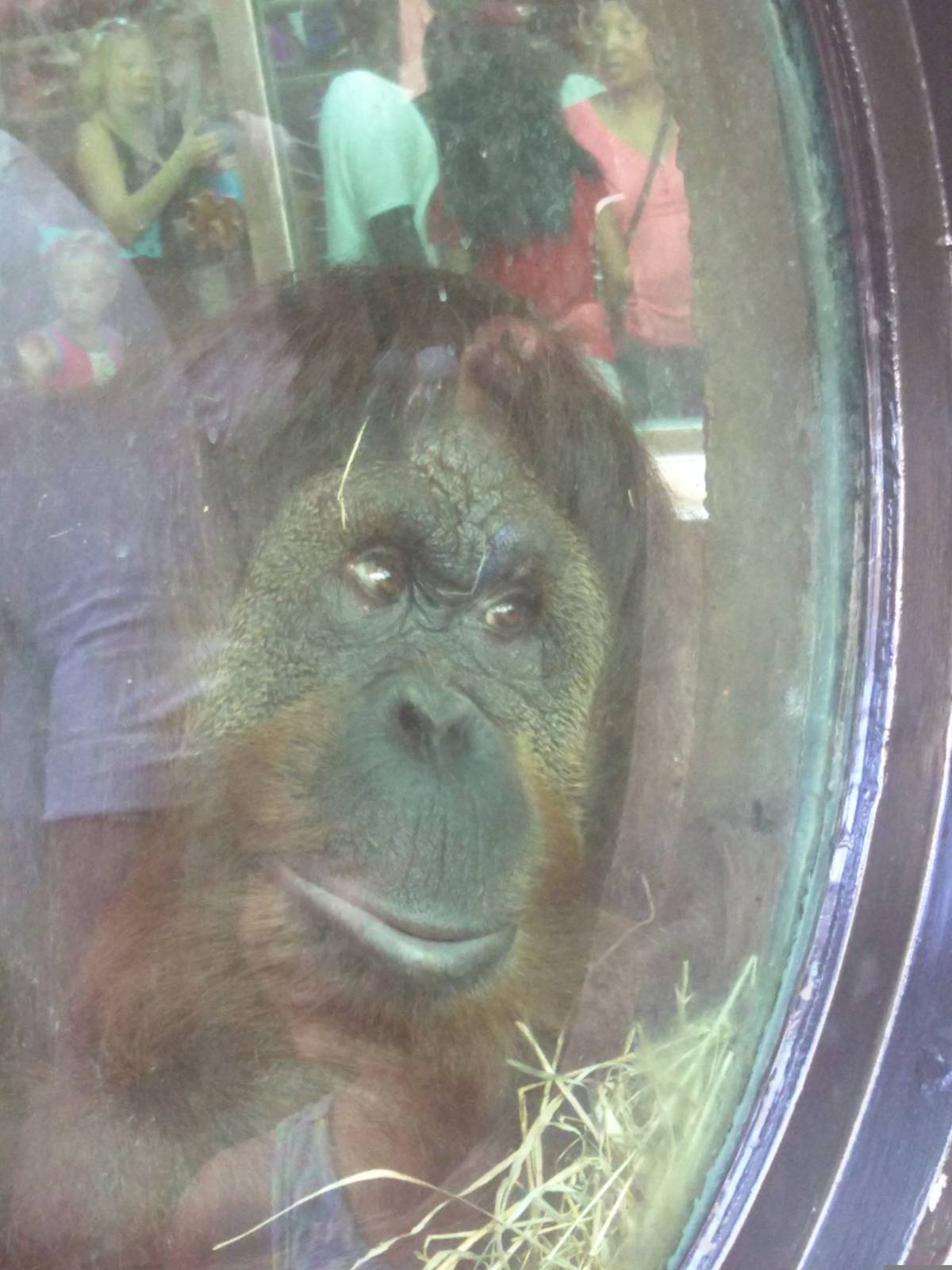 Lucy the hybrid orangutan