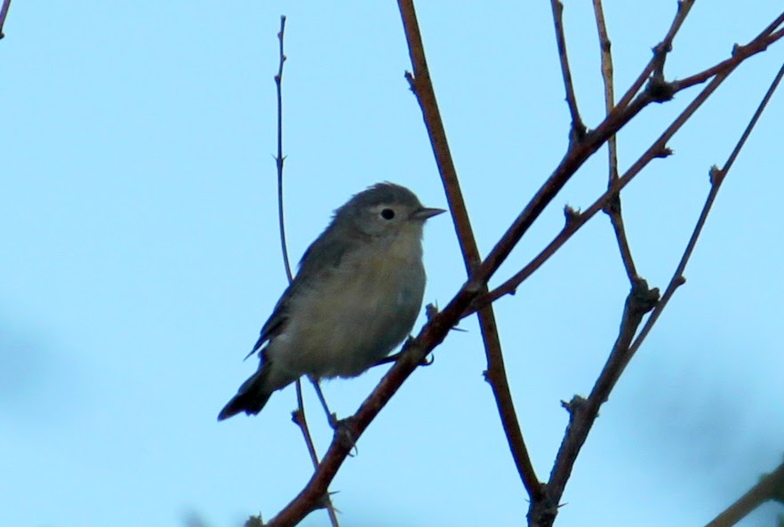 Lucy's Warbler