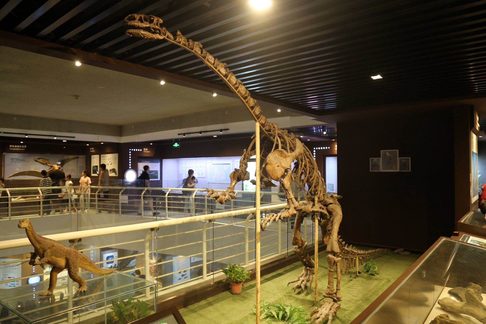 Lufengosaurus huenei, Holotype (IVPP V15)