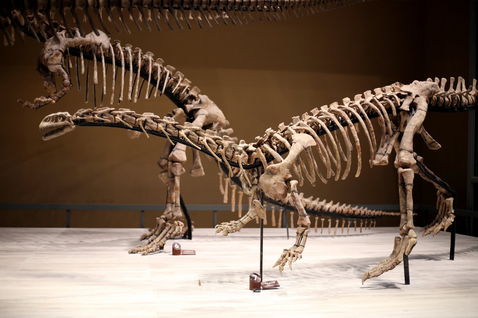 Lufengosaurus huenei