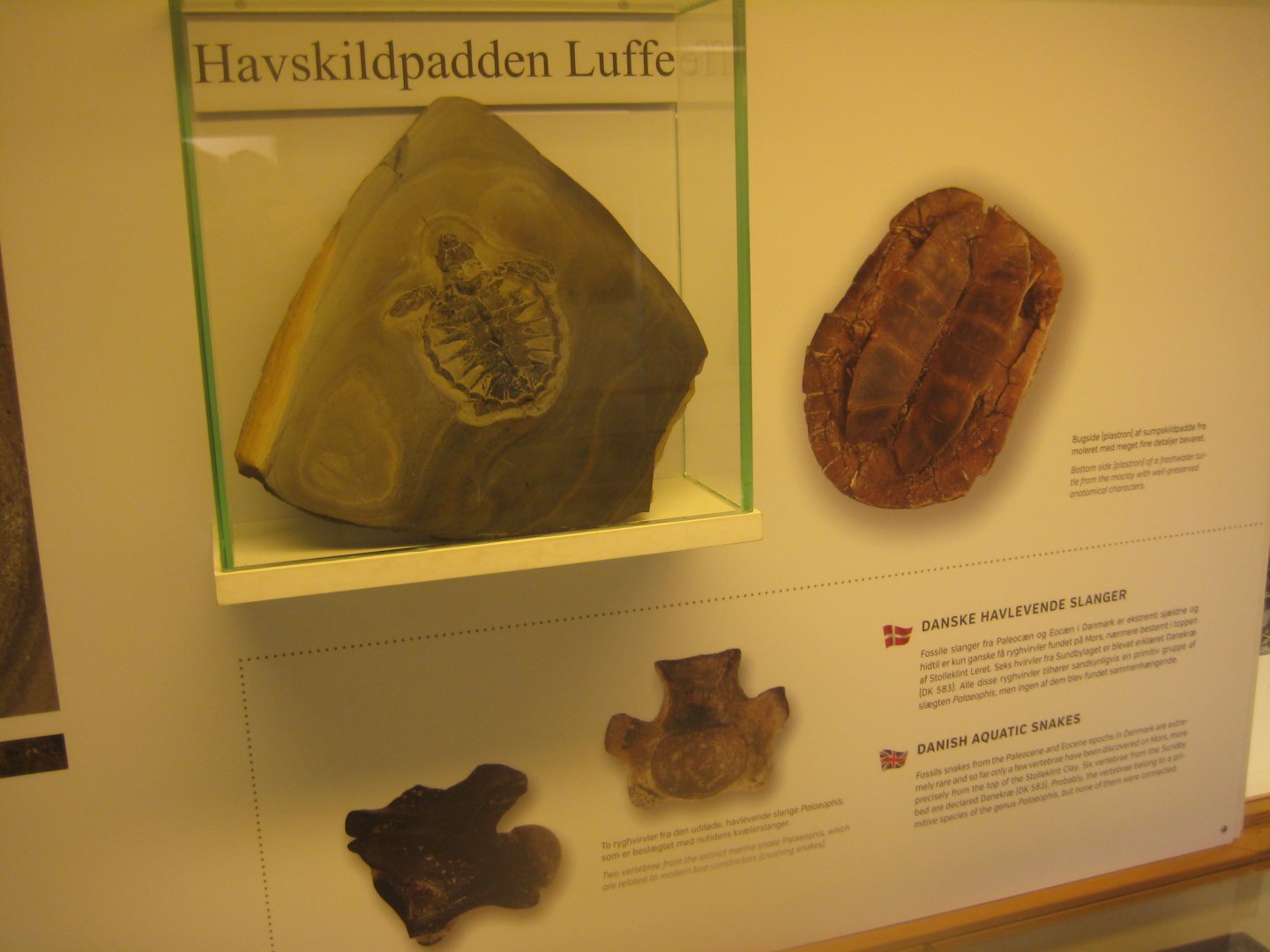 Luffe the sea turtle