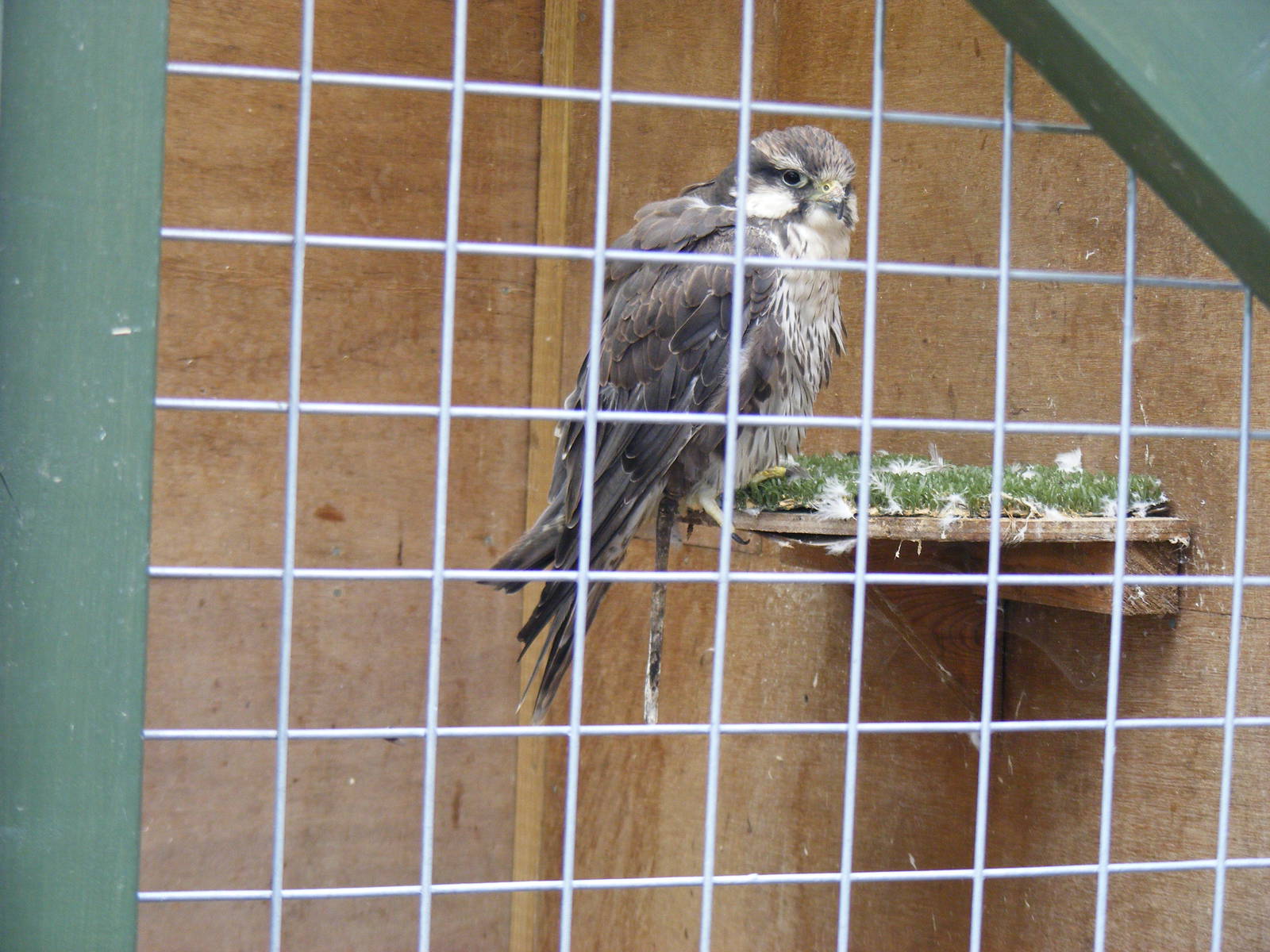 Lugger falcon at Eagle Heights, 10 September 2011