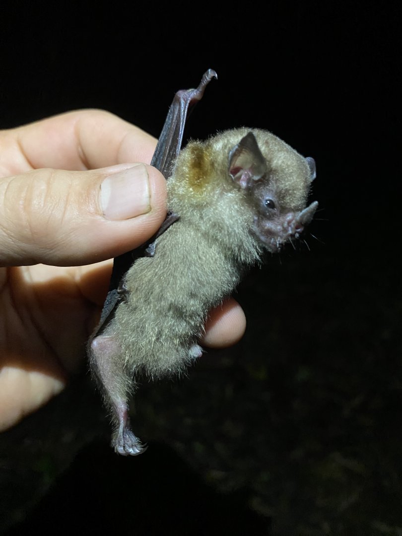 Luis’ Yellow-shouldered Bat (Sturnira luisi)
