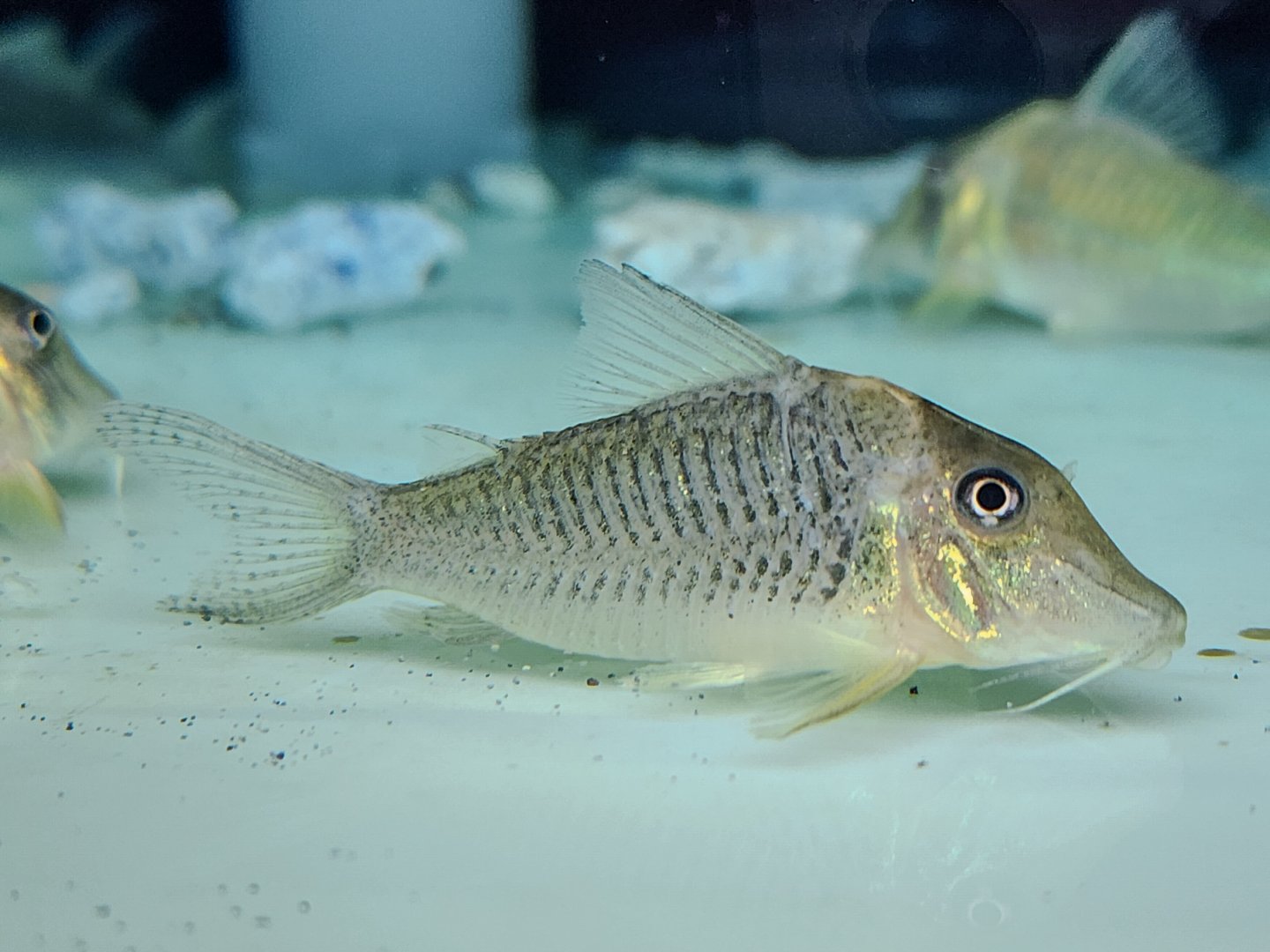 Luiza Cory, CW083 (Corydoras caramater)
