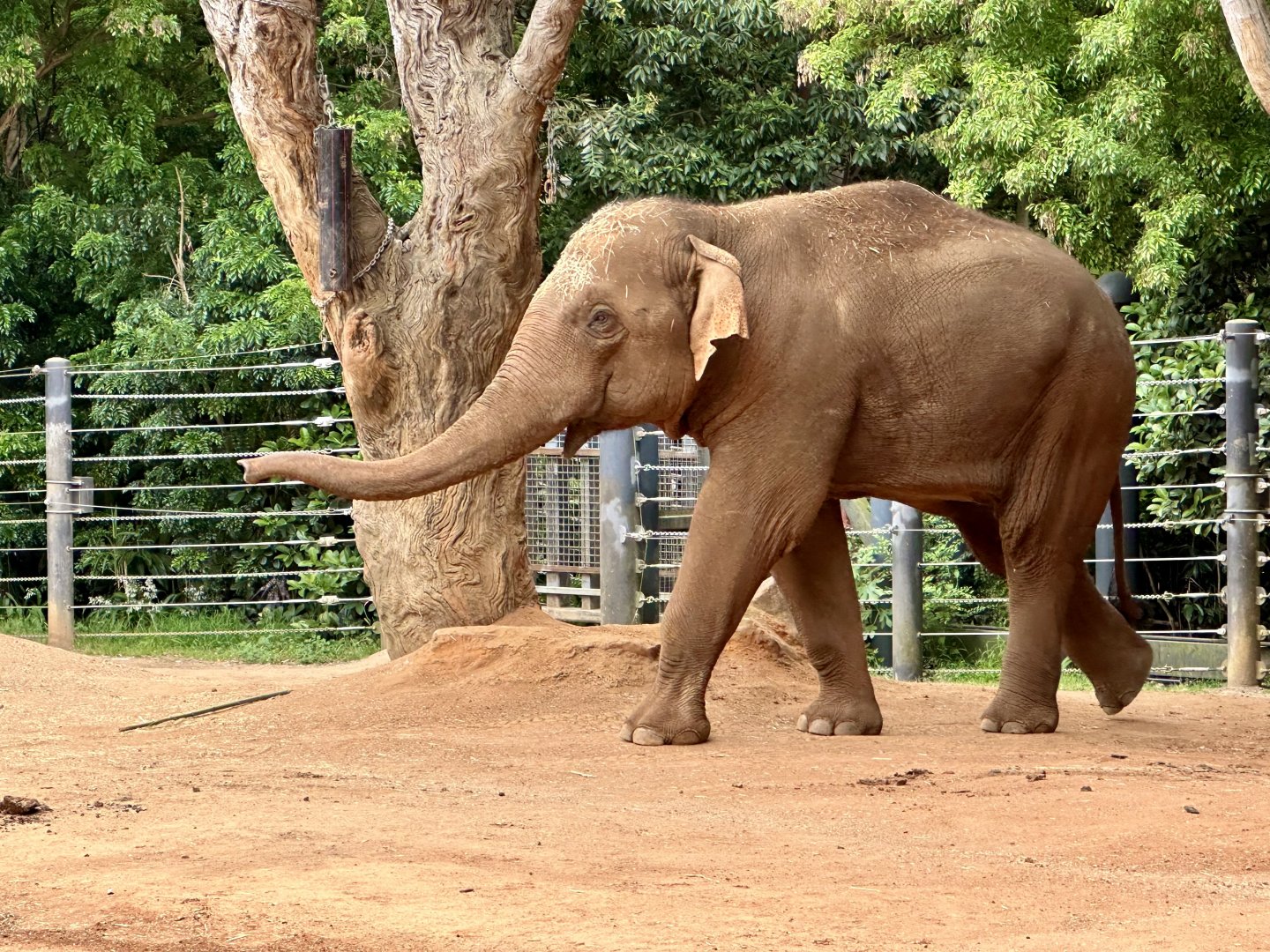 Luk Chai (14 years old)