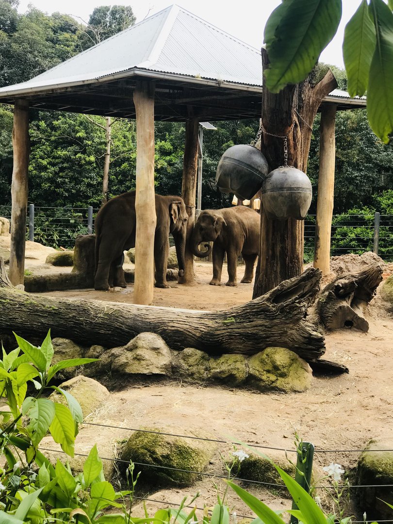 Luk Chai and Man Jai - Asian Elephants