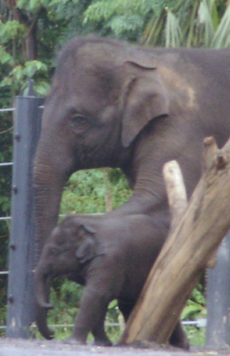 Luk Chai and Mother.