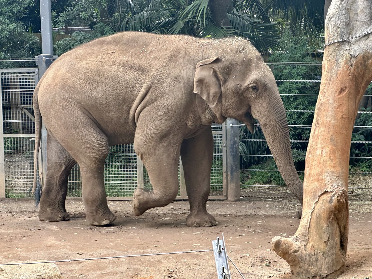 Luk Chai (Moda Musth)