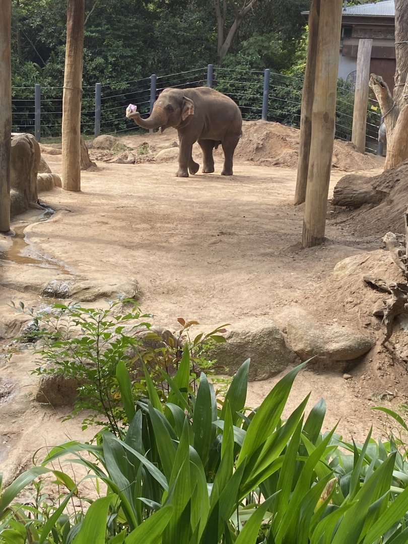 Luk Chai plays with his toy