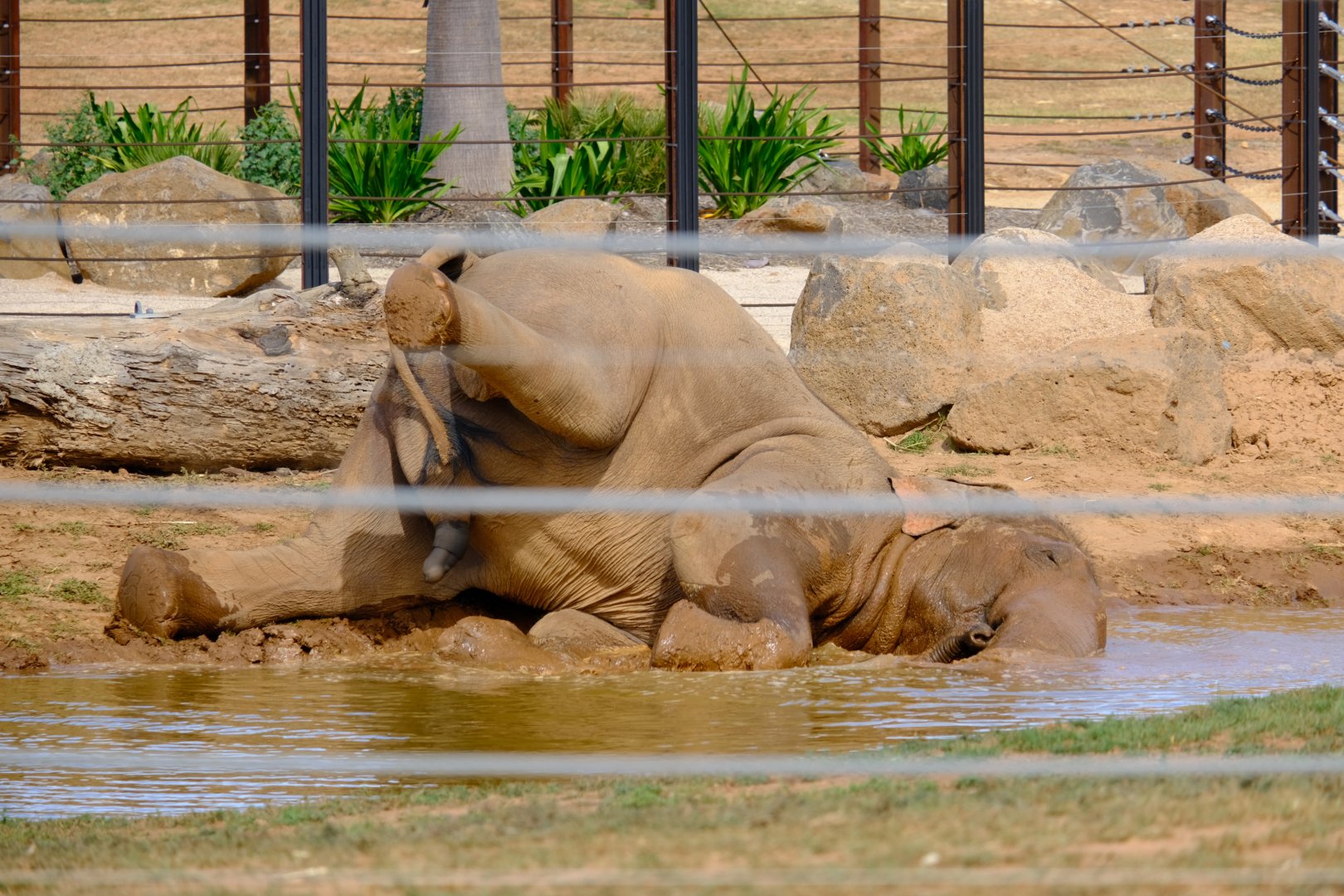 Luk Chai - Werribee Open Range Zoo