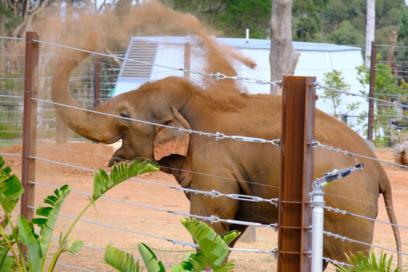 Luk Chai - Werribee Open Range Zoo