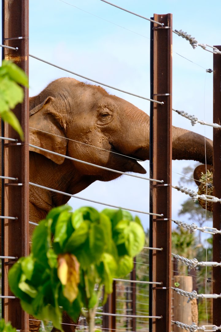 Luk Chai - Werribee Open Range Zoo