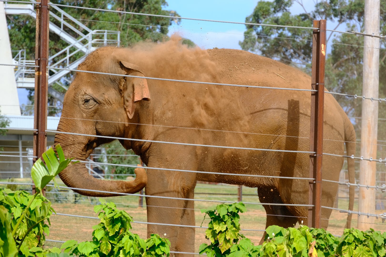Luk Chai - Werribee Open Range Zoo
