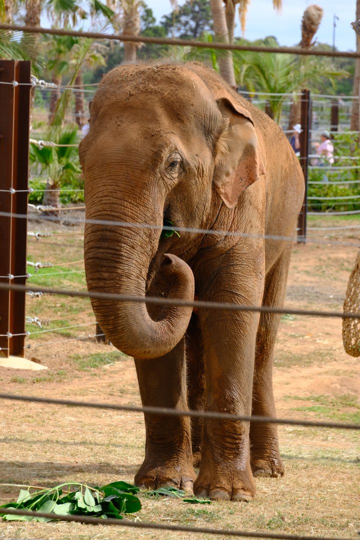 Luk Chai - Werribee Open Range Zoo
