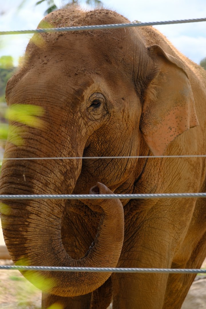 Luk Chai - Werribee Open Range Zoo