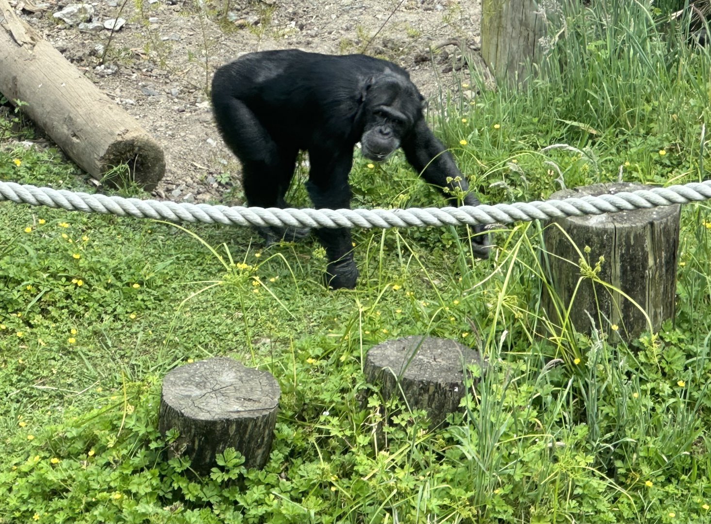 Luka (Alpha Male Chimpanzee)