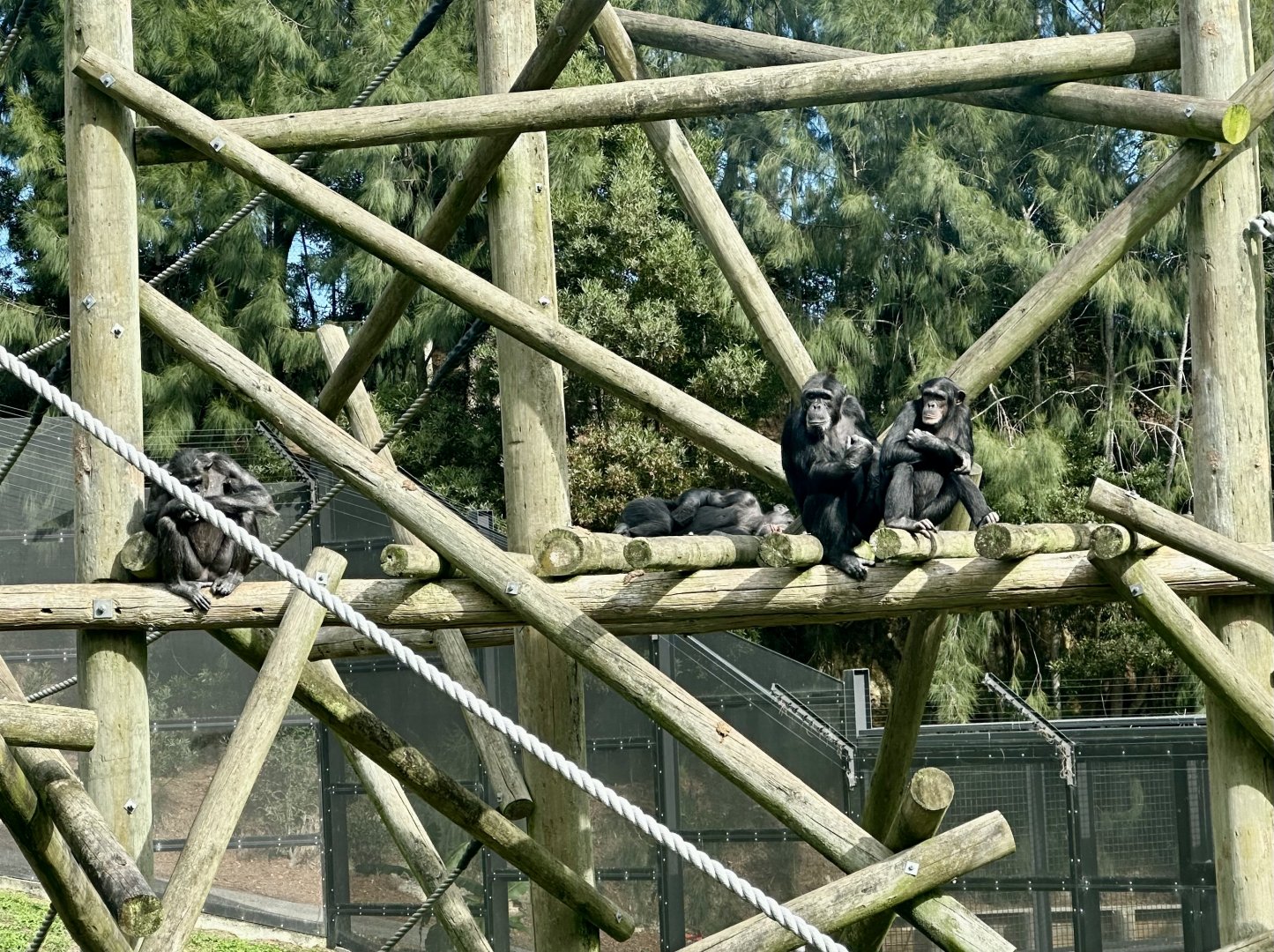 Luka and Chiku (Common Chimpanzee)