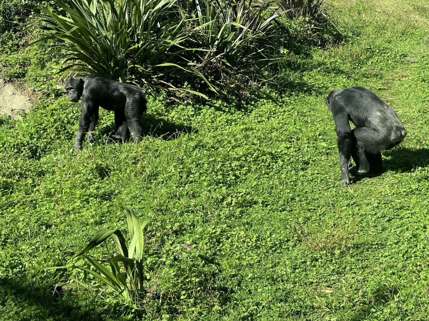 Luka and Lucifer (Brothers)