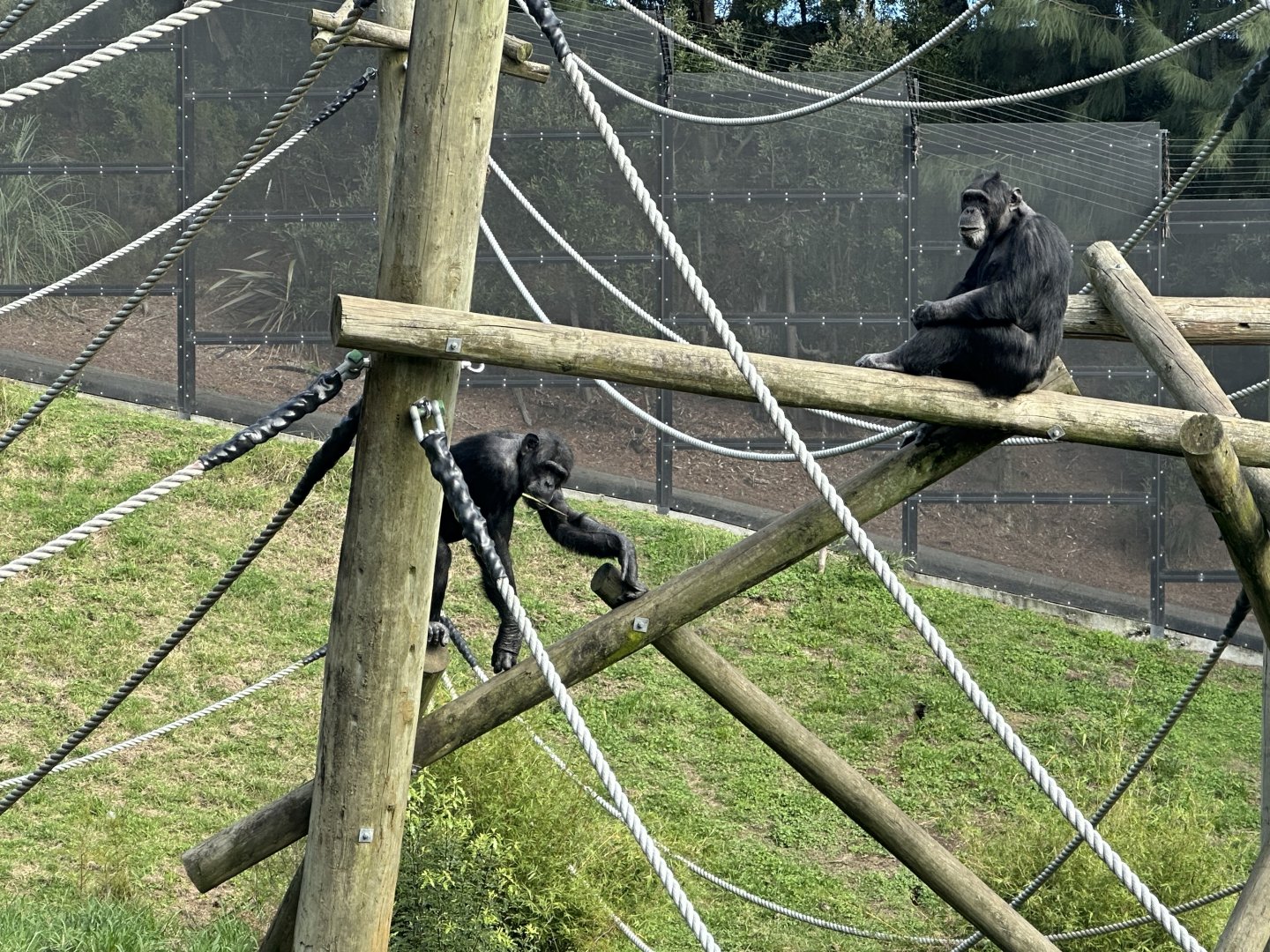 Luka and Lucifer (Common Chimpanzee)