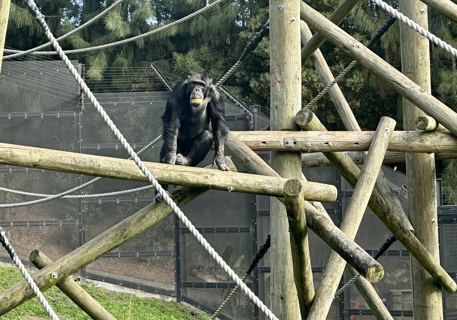 Luka (Common Chimpanzee)