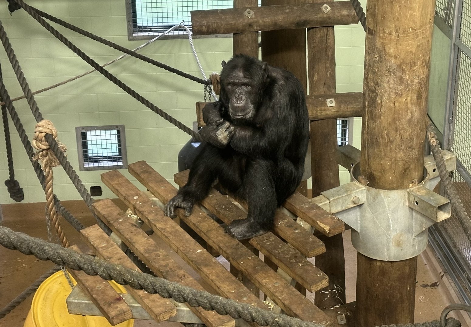 Luka (Common Chimpanzee)