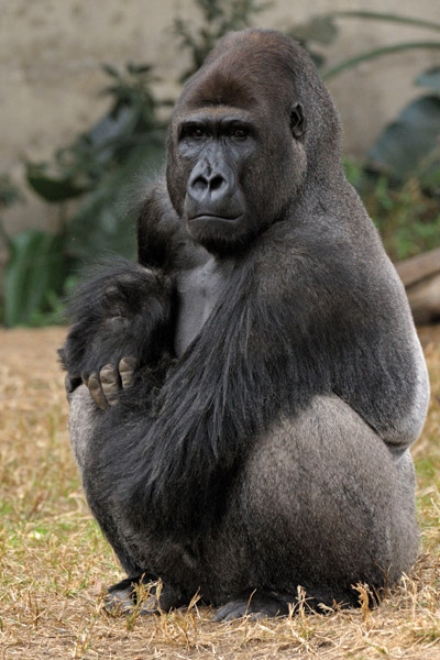 lukas the dominance gorillas at zoo