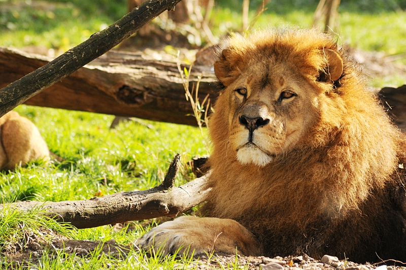 Lukas the lion at Dortmund