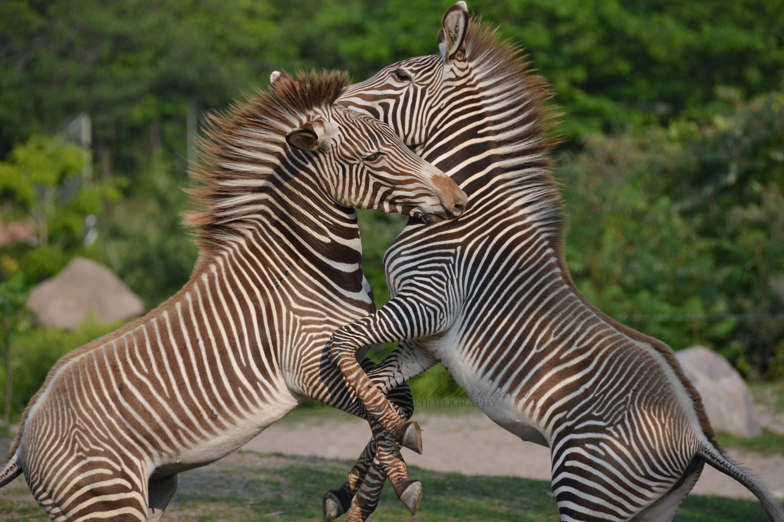 Luke and Leia being silly