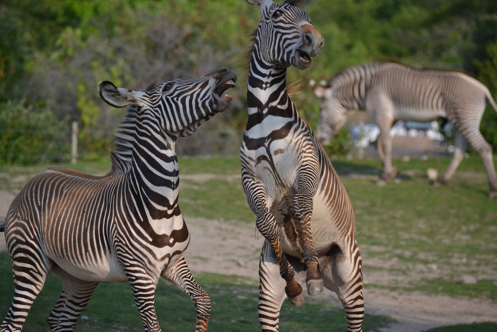 Luke and Leia Play time