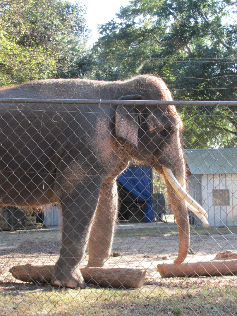 Luke Closeup Side View November 2010