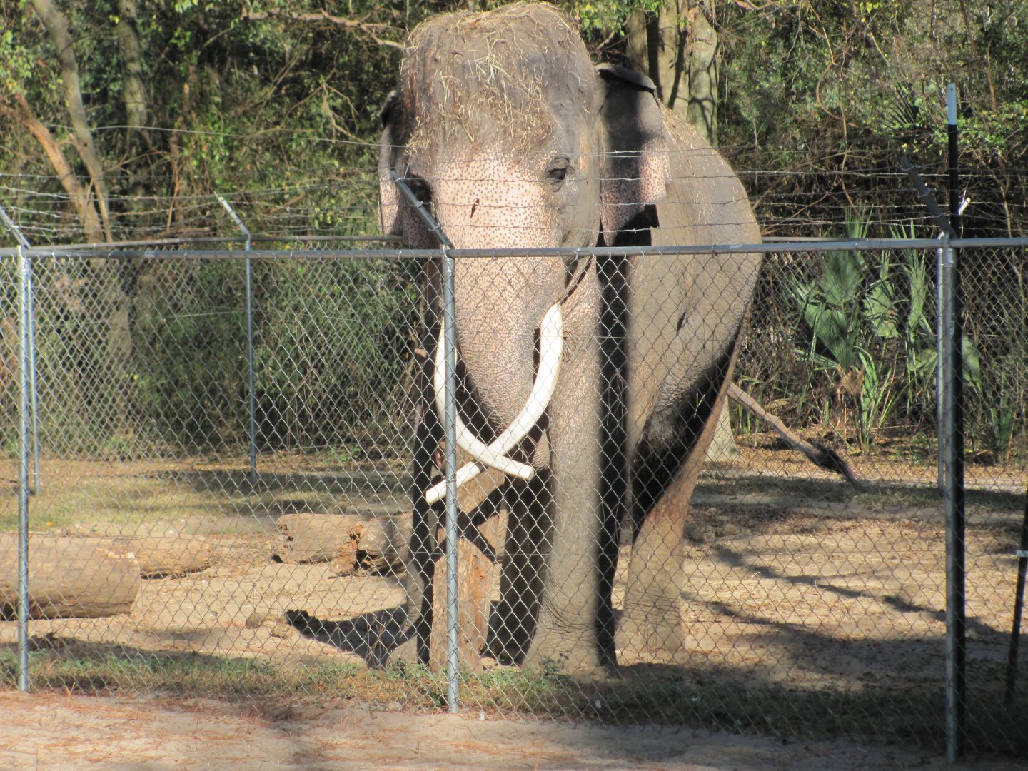 Luke Playing With Log November 2010