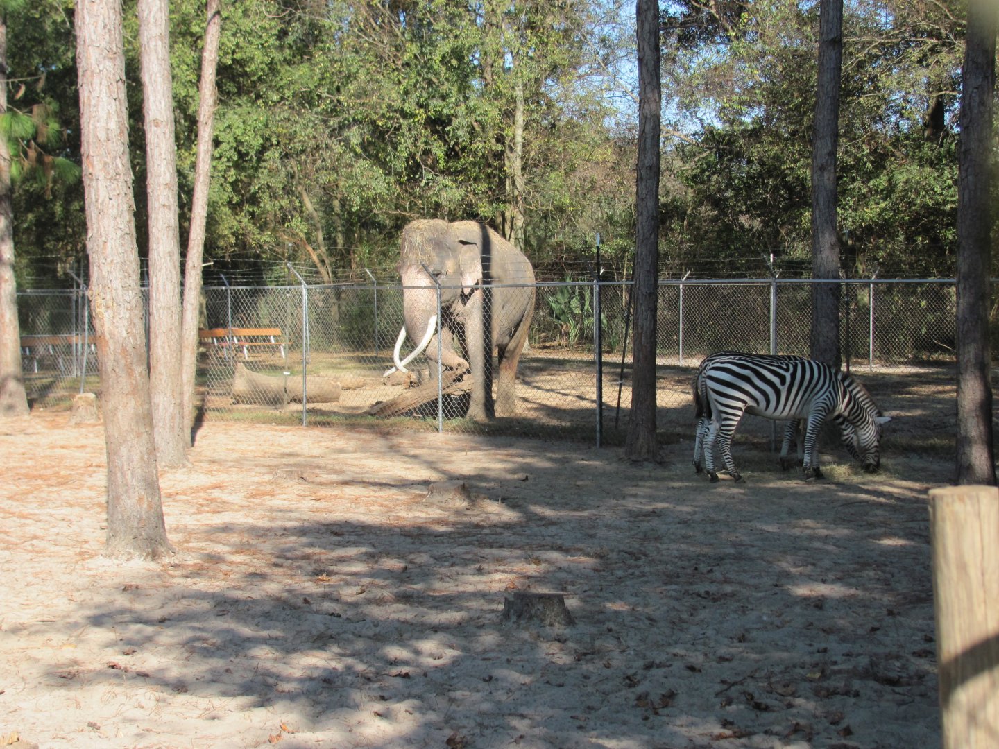 Luke & Zebras November 2010