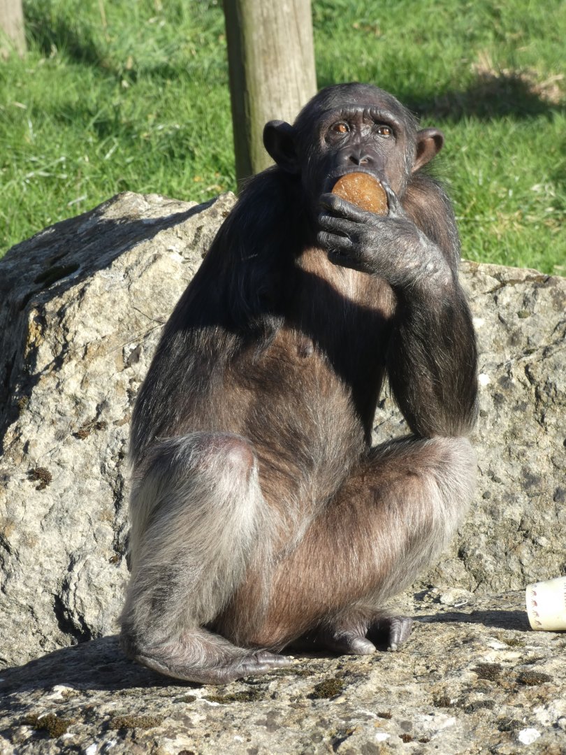 Lulu, one-armed Chimpanzee