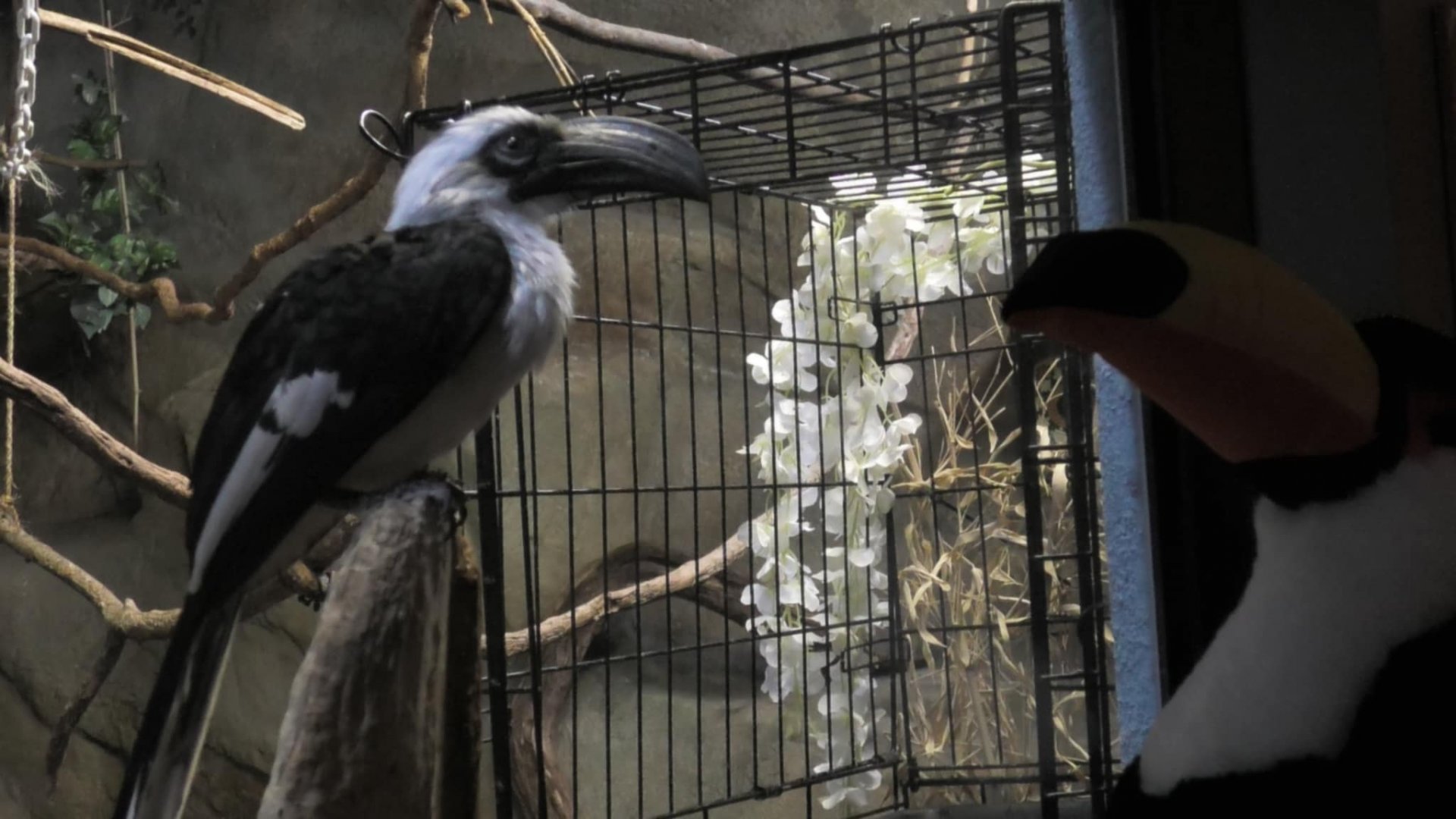 Lulu the Von der Decken's Hornbill looks at a toucan plush