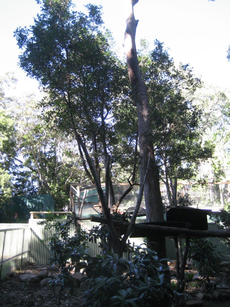 Lumholtz Tree Kangaroo enclosure