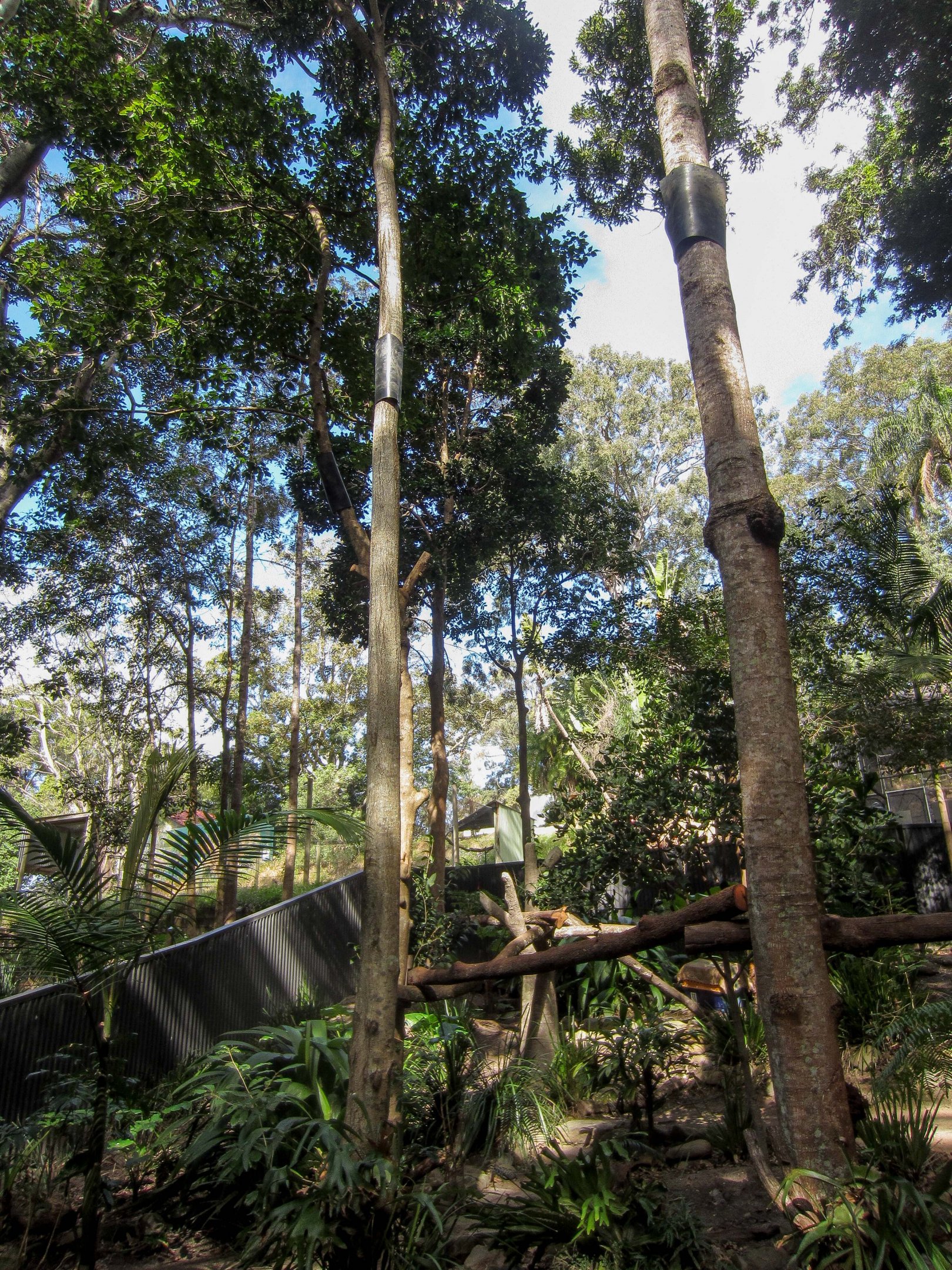 Lumholtz Tree Kangaroo enclosure