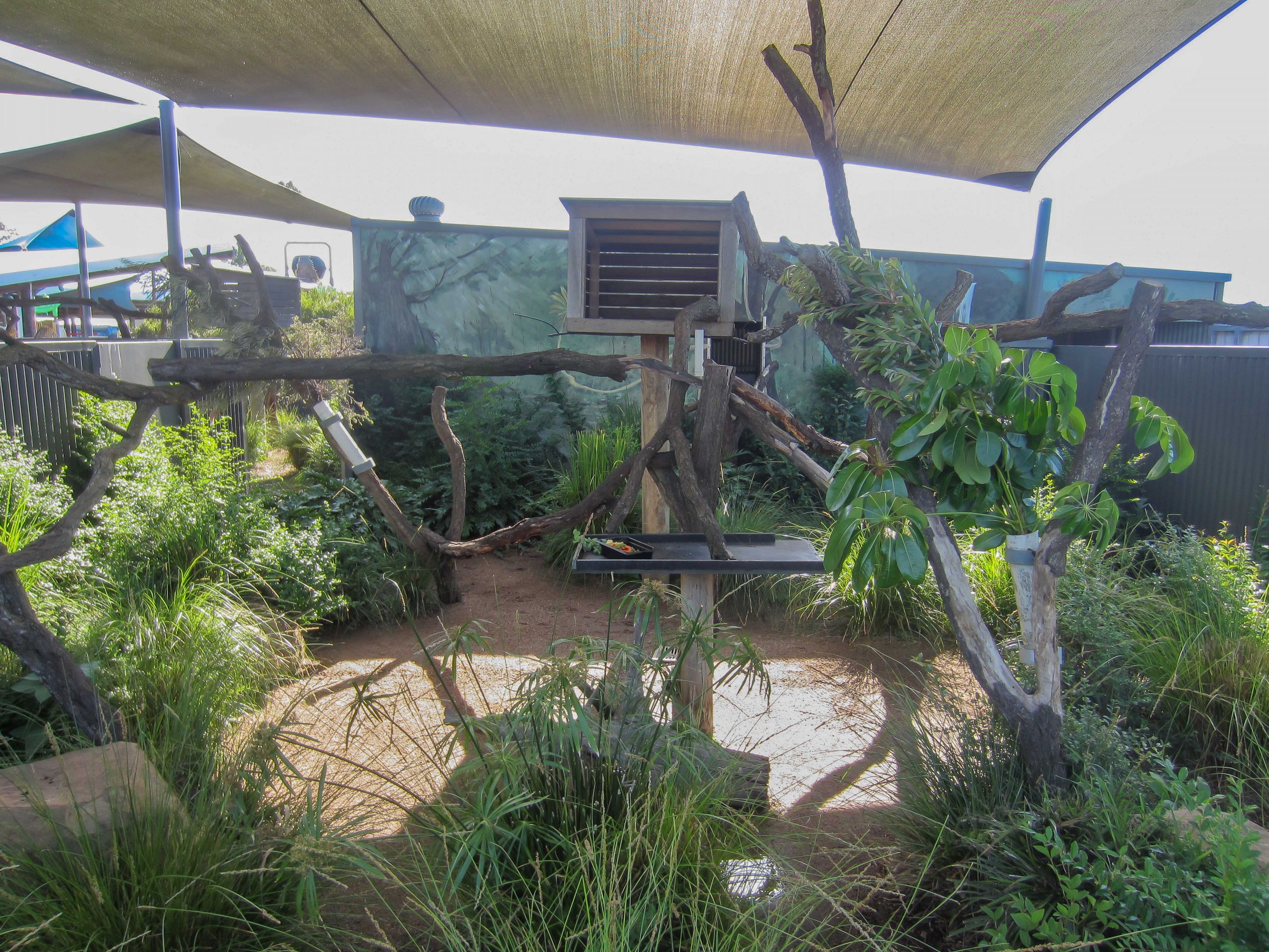 Lumholtz Tree Kangaroo enclosure