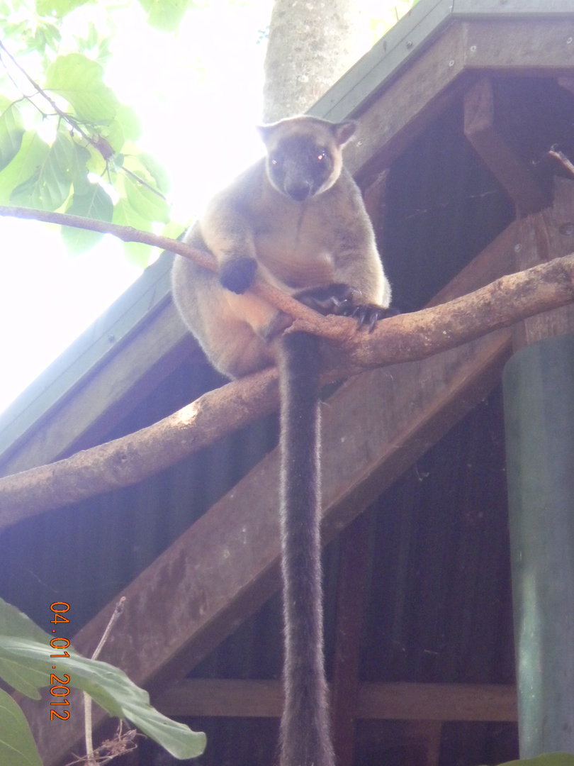 Lumholtz' Tree Kangaroo - Wildlife Habitat 2012