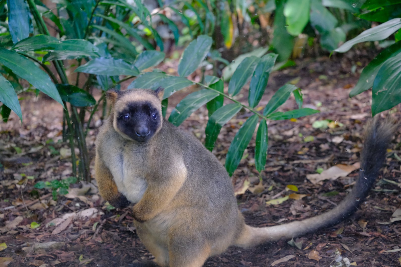Lumholtz Tree Kangaroo - WIldlife HQ